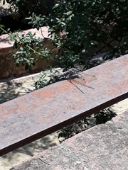 Orthetrum cancellatum