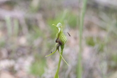 Pterostylis barbata