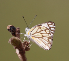 Belenois aurota