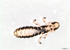 Ischnocera