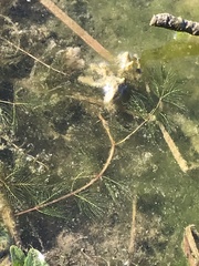 Myriophyllum