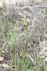 Pterostylis barbata