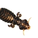 Philopteridae - Photo (c) strewick,  זכויות יוצרים חלקיות (CC BY), הועלה על ידי strewick