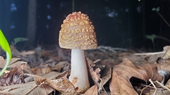 Amanita amerirubescens
