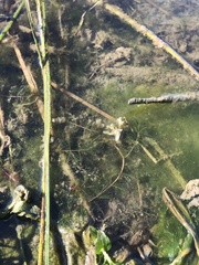 Myriophyllum