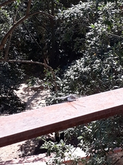 Orthetrum cancellatum