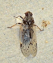 Melanoliarus aridus