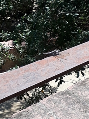 Orthetrum cancellatum