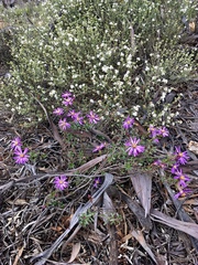 Olearia magniflora