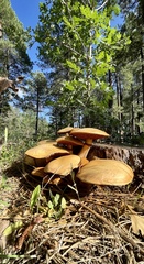 Gymnopilus junonius