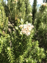 Ozothamnus turbinatus