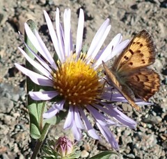 Tharsalea mariposa