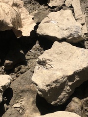 Lycosidae