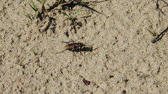 Cicindela lengi versuta