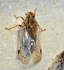 Melanoliarus