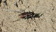 Cicindela lengi versuta