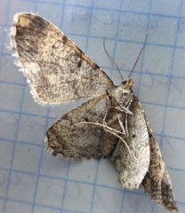 Peribatodes rhomboidaria