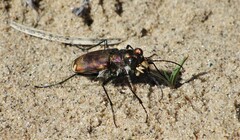 Cicindela lengi versuta