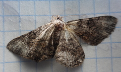Peribatodes rhomboidaria