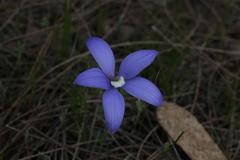 Cyanicula gemmata