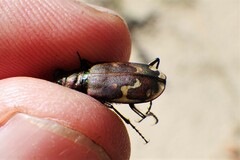 Cicindela lengi versuta