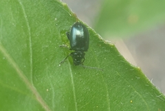 Plagiodera versicolora