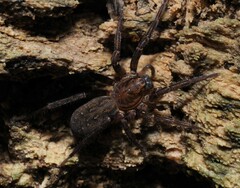 Uliodon