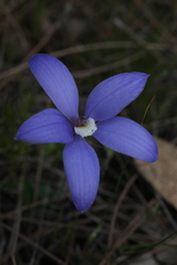 Cyanicula gemmata