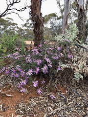 Olearia magniflora