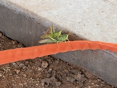 Schistocerca shoshone