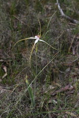 Caladenia longicauda
