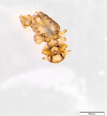 Austrogoniodes waterstoni