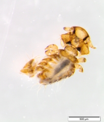 Austrogoniodes waterstoni