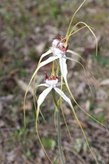 Caladenia longicauda