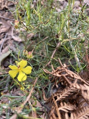 Hibbertia
