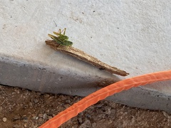 Schistocerca shoshone