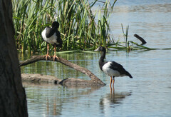 Anseranas semipalmata