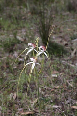 Caladenia longicauda