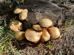 Gymnopilus junonius