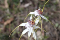 Caladenia longicauda