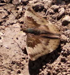 Euthalia aconthea