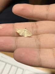 Scopula umbilicata