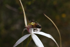 Caladenia longicauda