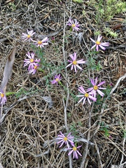 Olearia magniflora