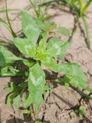 Amaranthus polygonoides