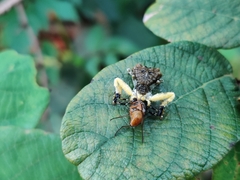 Phrynarachne ceylonica