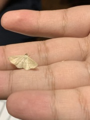 Scopula umbilicata