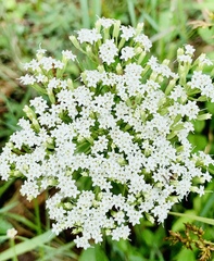 Stevia serrata