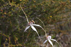 Caladenia longicauda