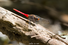 Orthetrum chrysis